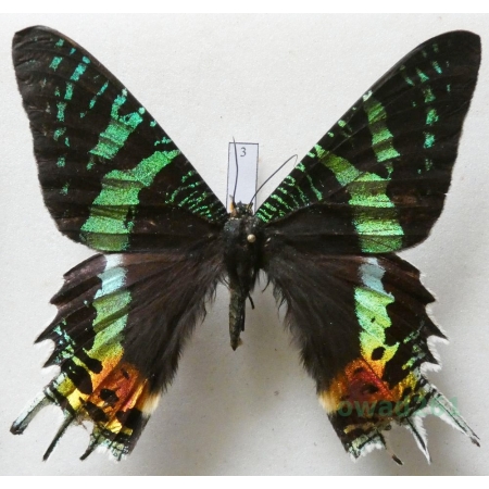 Chrysiridia rhipheus (Drury, 1773) Madagascar 82mm3
